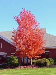 Red Maple