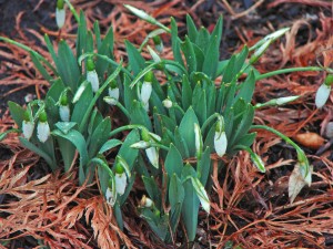 Snowdrops